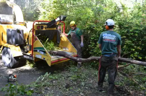 tree services Sycamore